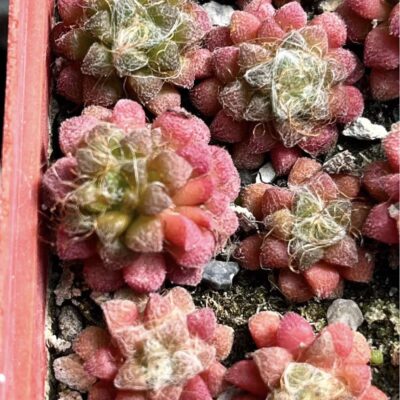 anacampseros baeseckei