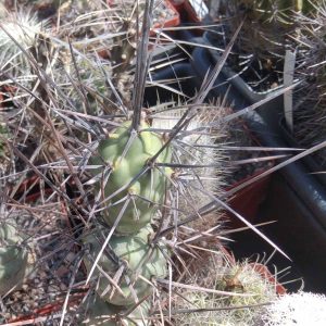 Tephrocactus aoracanthus -Koehres- long spines- крупний пагін -