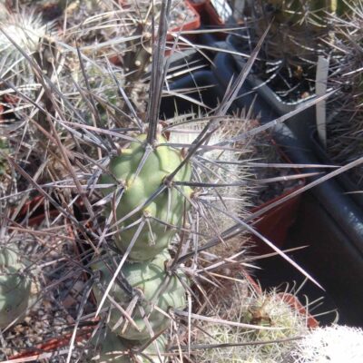 Tephrocactus aoracanthus -Koehres- long spines- крупний пагін -