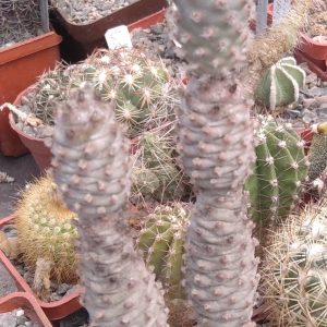 Tephrocactus strobiliformis -small form-мала форма- вся рослина -