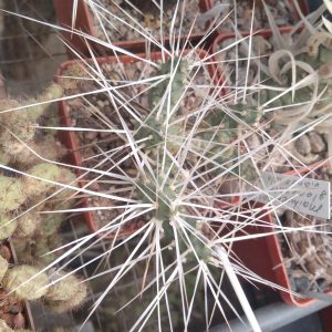 Maihueniopsis glomerata MK1452 -пагони-