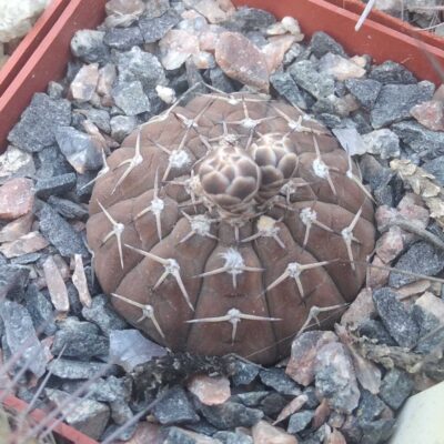 Gymnocalycium platygonum STO474 -cube-7cm-