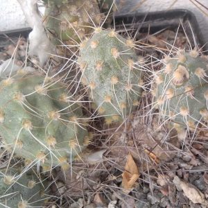 Сumulopuntia berteri -big form- пагони-