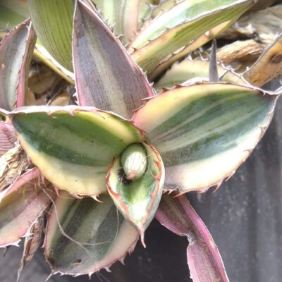 Agave lophantha v. tricolor - пагін-