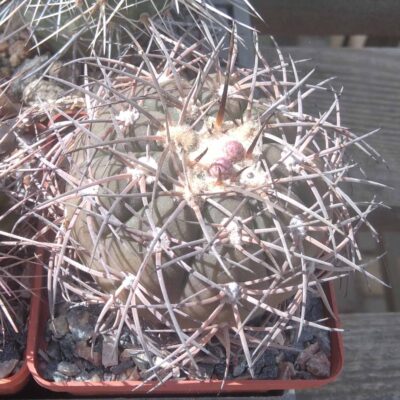 Gymnocalycium spegazzinii -cube-8cm-