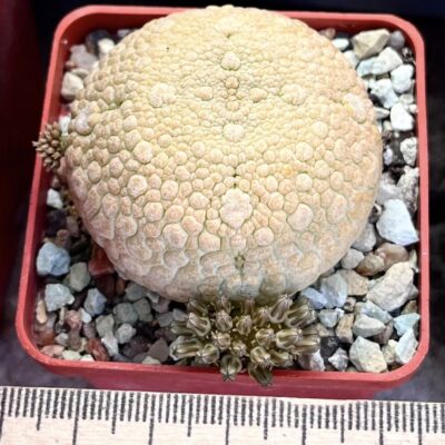 pseudolithos eylensis