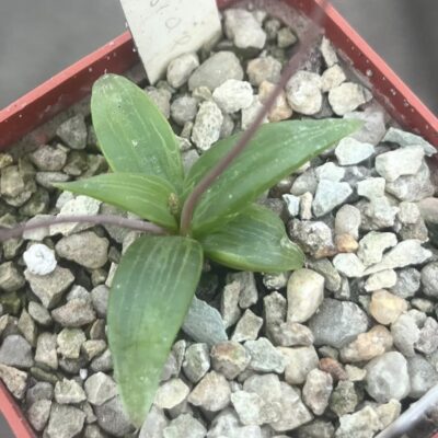 bulbine imarrxiaea