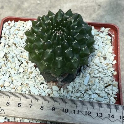 euphorbia gymnocalycioides