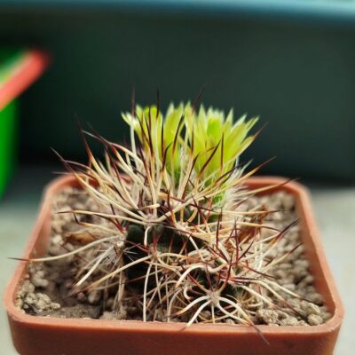 Echinocereus viridiflorus 'davisii' MG