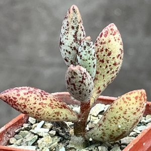 adromischus marianae marianae hybrid