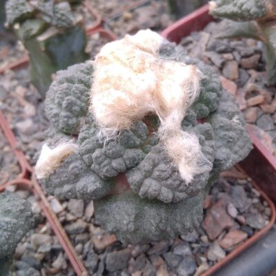 Ariocarpus lloydii x "Godzilla"- щепа на гарний міртілл- сube-6cm-