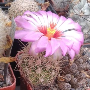 Thelocactus bicolor v. bollansis -D- 3-4см