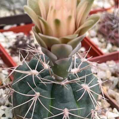 gymnocalycium species