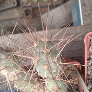 Maihueniopsis darvinii MK126 -пагони-