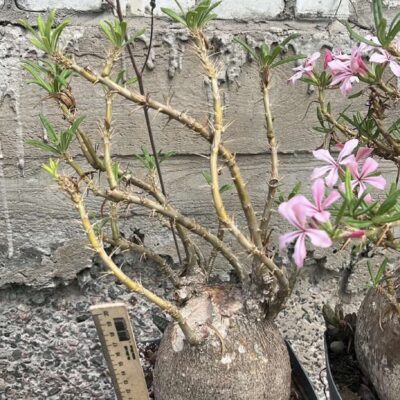 pachypodium bispinosum
