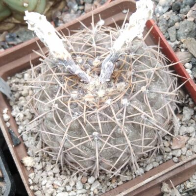 Gymnocalycium spec. VG411 -(aff borthii)- Nogoli, SL, 850m-