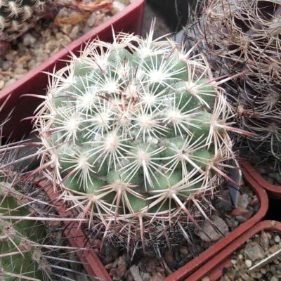 Coryphantha  pallida -Mesa Garden- cube-5cm-