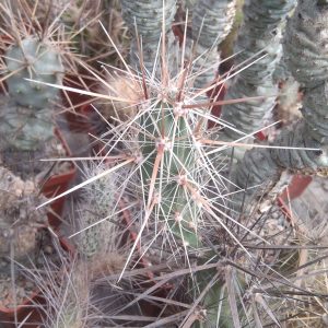 Corynopuntia spec. - rare!- пагін -