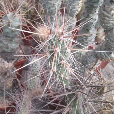 Corynopuntia spec. - rare!- пагін -