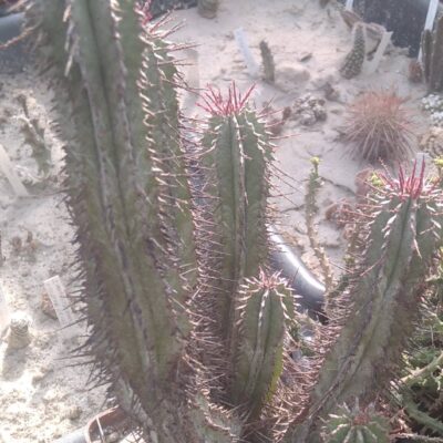 Euphorbia polygona - сіянець від Меса Гарден- крупні пагони-
