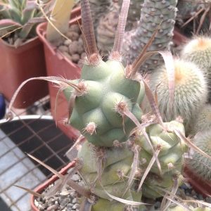 Tephrocactus  art. v. papyracanthus -дикун- пагін -