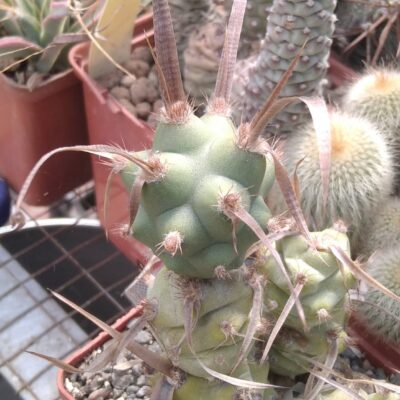 Tephrocactus  art. v. papyracanthus -дикун- пагін -