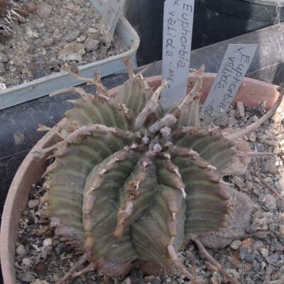 Euphorbia valida - сіянець біля 4-5см- MG-