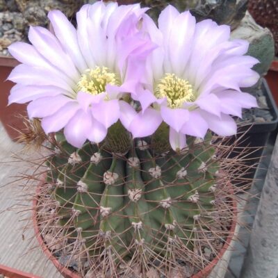 Acanthocalycium violaceum P204 -горщик-10см- 14years-