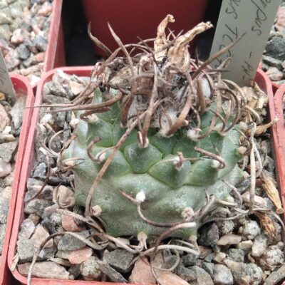 Turbinicarpus klinkerianus TCG7002 -LB-cube-6cm-