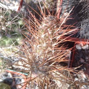 T. weberi RBT6 -brown spines- пагони-