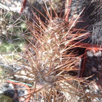 T. weberi RBT6 -brown spines- пагони-