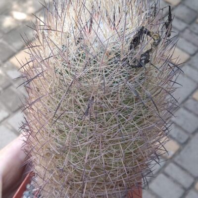 Echinomastus unguispinus GL607 -cube-8cm- big plant- прихована підщепа-