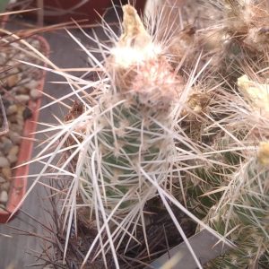 Tephrocactus weberi P510 -Punta de Ballasto- пагони-