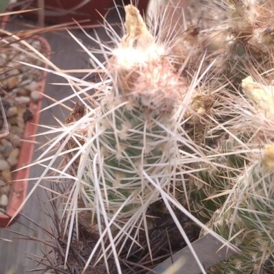 Tephrocactus weberi P510 -Punta de Ballasto- пагони-