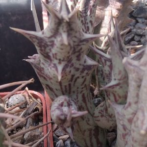 Caralluma hesperidum -пагони-