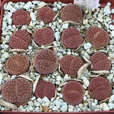 Lithops aucampiae ssp euniceae C48