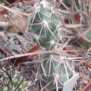 Corynopuntia spec. NPE5318 -верхній пагін -