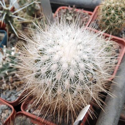 Thelocactus macdowelii -MG1245.04- cube-6cm-