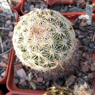 Coryphantha delaetiana L1230 - cube-6cm-