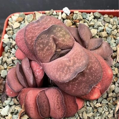 gasteria armstrongii renni wong