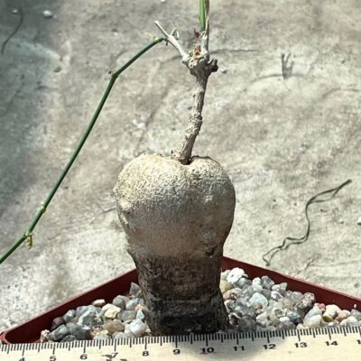 ibervillea tenuisecta