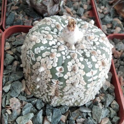Astrophytum asterias cv."Supercabuto"- cube-7cm-