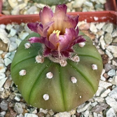 astrophytum rote blute