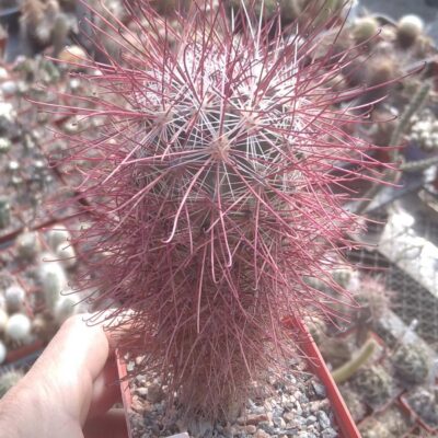 Sclerocactus polyancistrus RP15 -Mesa Garden- cube-8cm-рідкість-