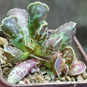 adromischus cooperi Graaf Reinet- генотип я ярким окрасом