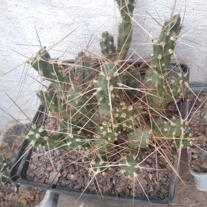 Cumulopuntia ignescens MK -дикун- гілочка у 2 пагони-