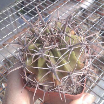 Ferocactus horridus -cube-7cm-