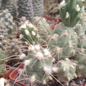 Cumulopuntia alboareolata -пагони-