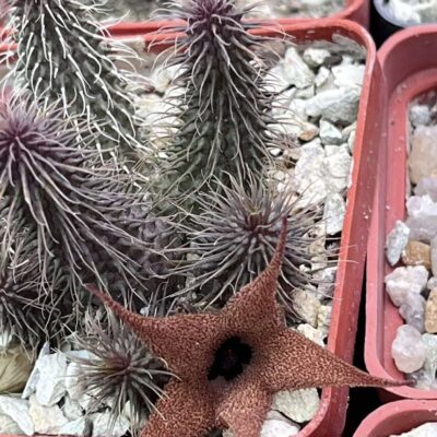 huernia pillansii