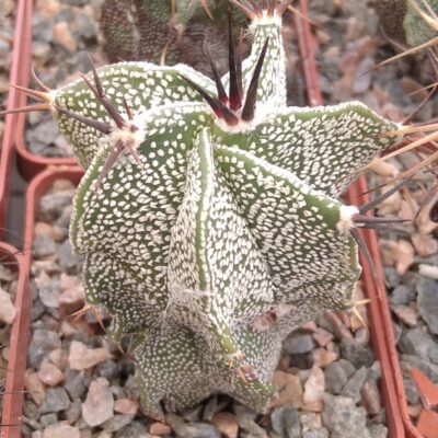 Astrophytum ornatum v. mirbellii -Koehres- cube-6cm-
